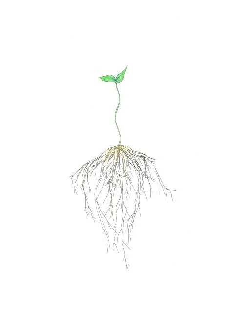 A small green seedling with a long network of roots beneath it.